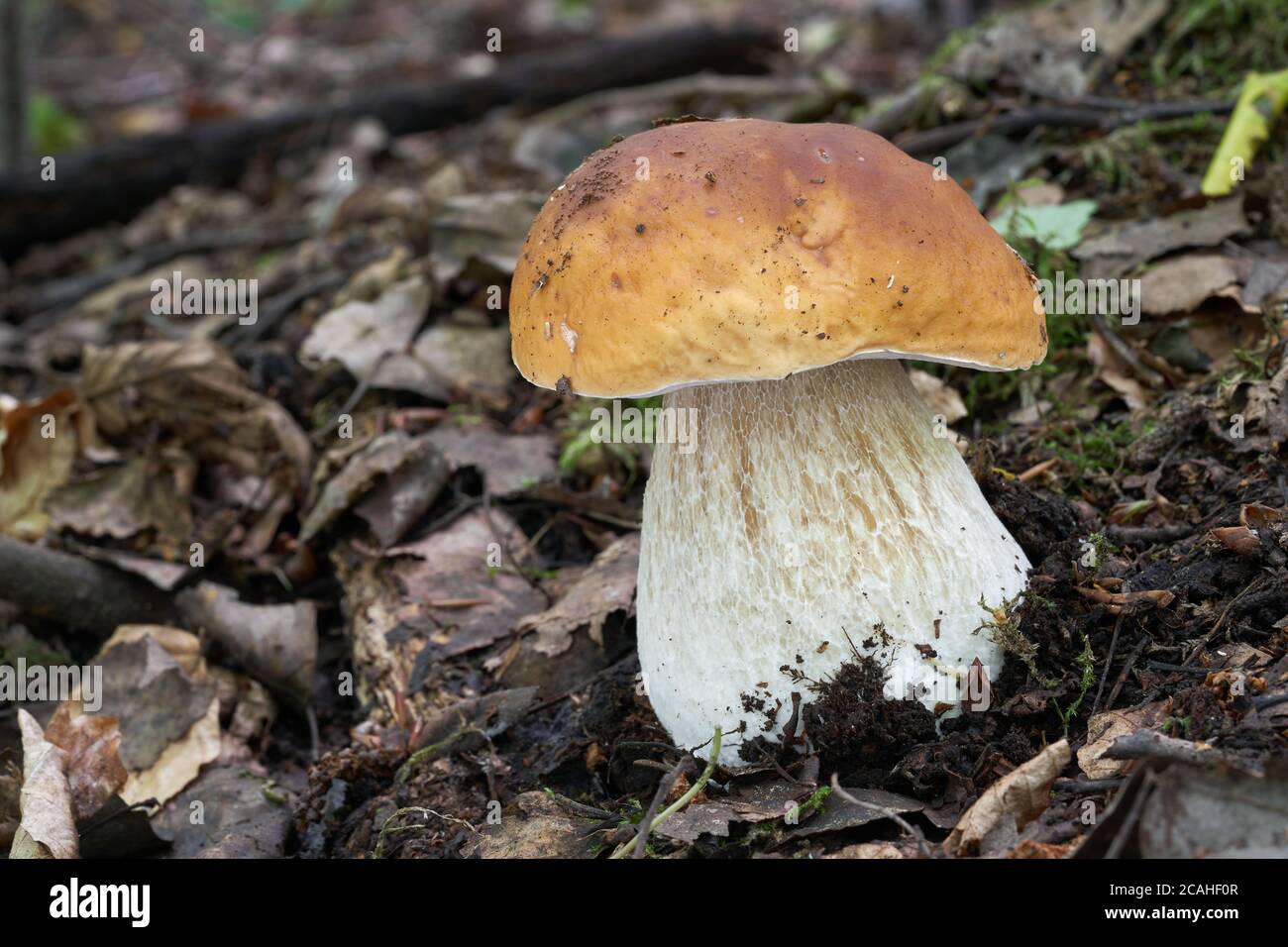 Edible mushroom Boletus edulis in the birch forest. Known as Cep, Penny Bun or Porcini. Wild mushroom growing in the leaves. Stock Photo