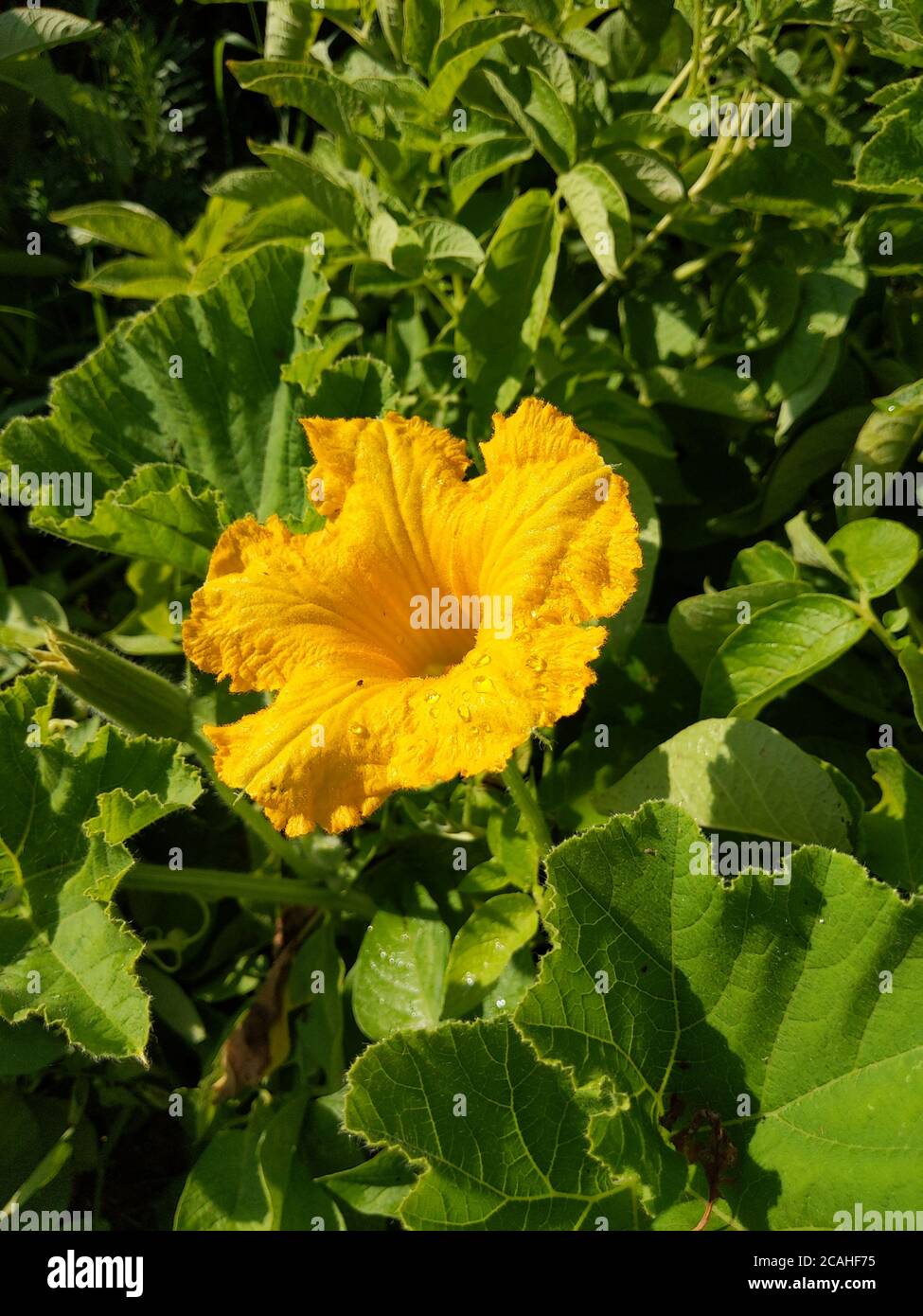 Vertical shot pumpkin flower hi-res stock photography and images - Alamy