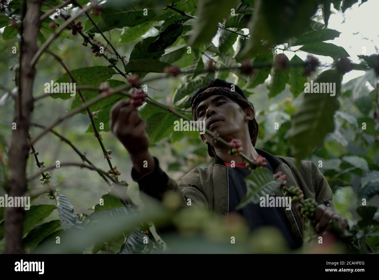 A coffee farmer picking robusta coffee cherries at a hillside farm in Ciputri village, Cianjur regency, West Java, Indonesia. Stock Photo