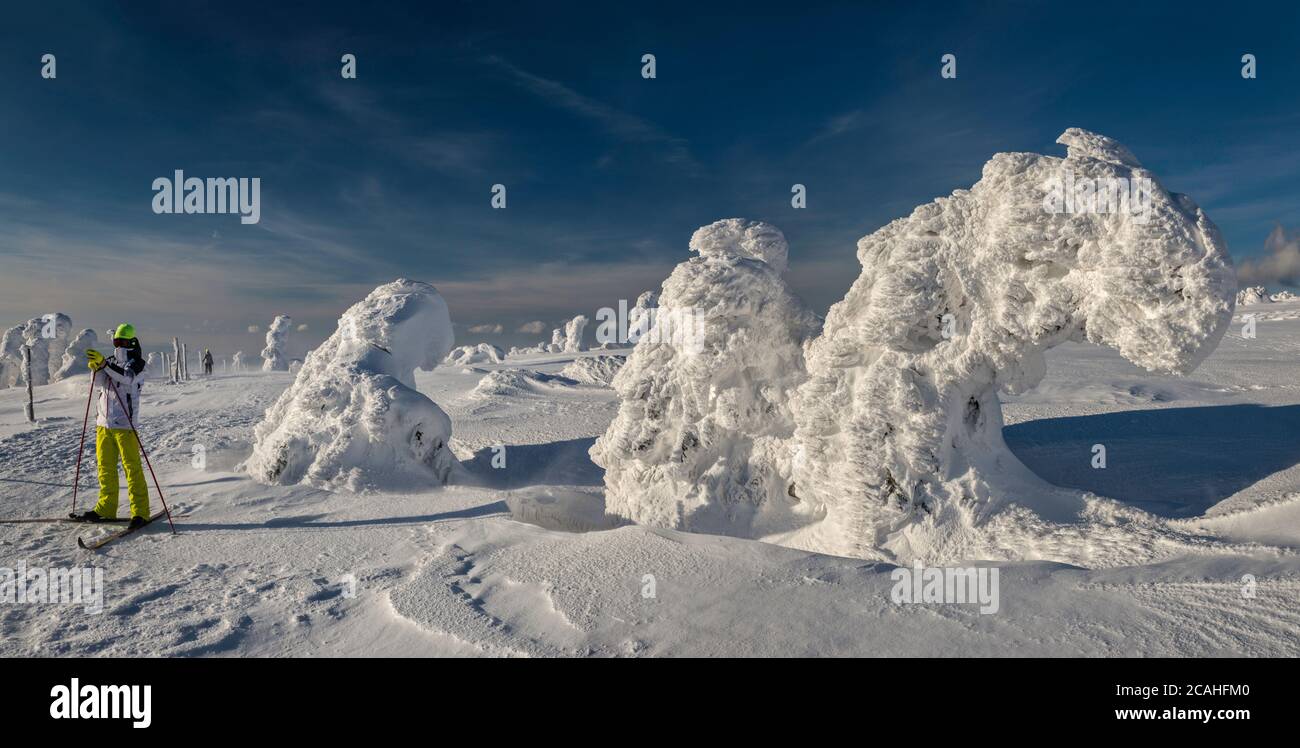 Cross country skiers on trail, dwarf mountain pines, ice and snow encased, in subalpine zone below Szrenica summit, Karkonosze National Park, Poland Stock Photo
