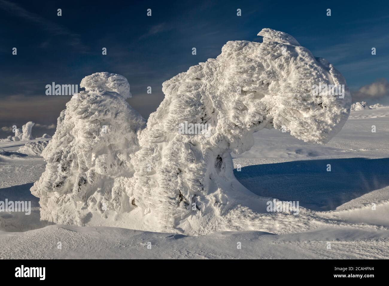 Dwarf mountain pines, ice and snow encased, in subalpine zone below Szrenica summit, Karkonosze  National Park, Poland Stock Photo
