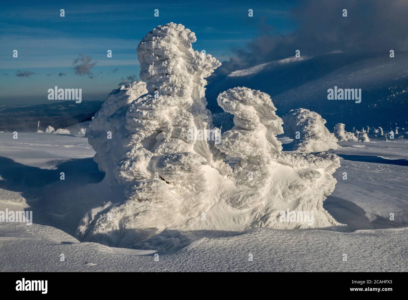 Dwarf mountain pines, ice and snow encased, subalpine zone below Szrenica summit, Karkonosze National Park, at border of Poland and Czech Republic Stock Photo
