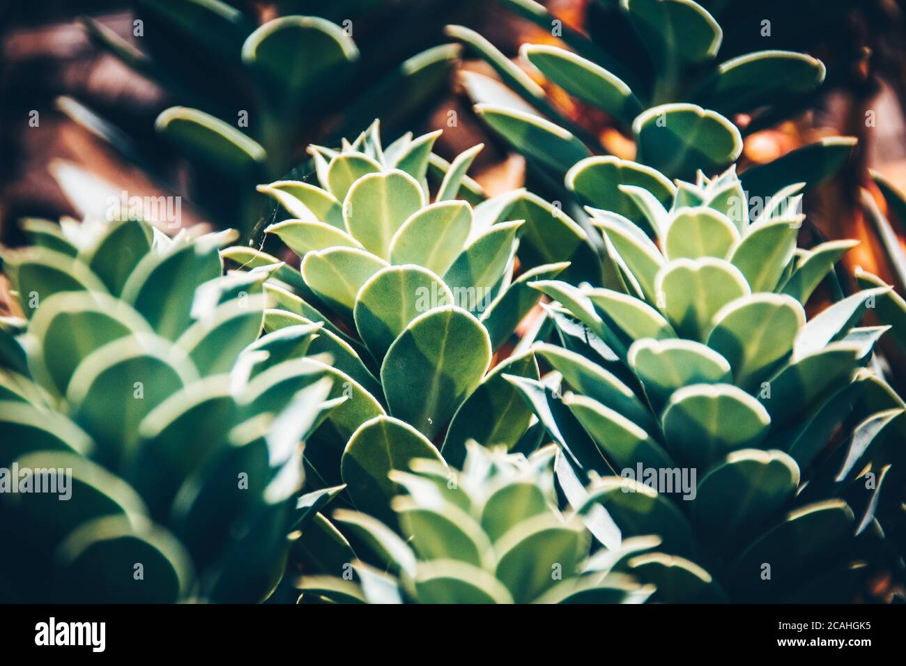 Fat plants in garden in close-up. Green leaves Stock Photo
