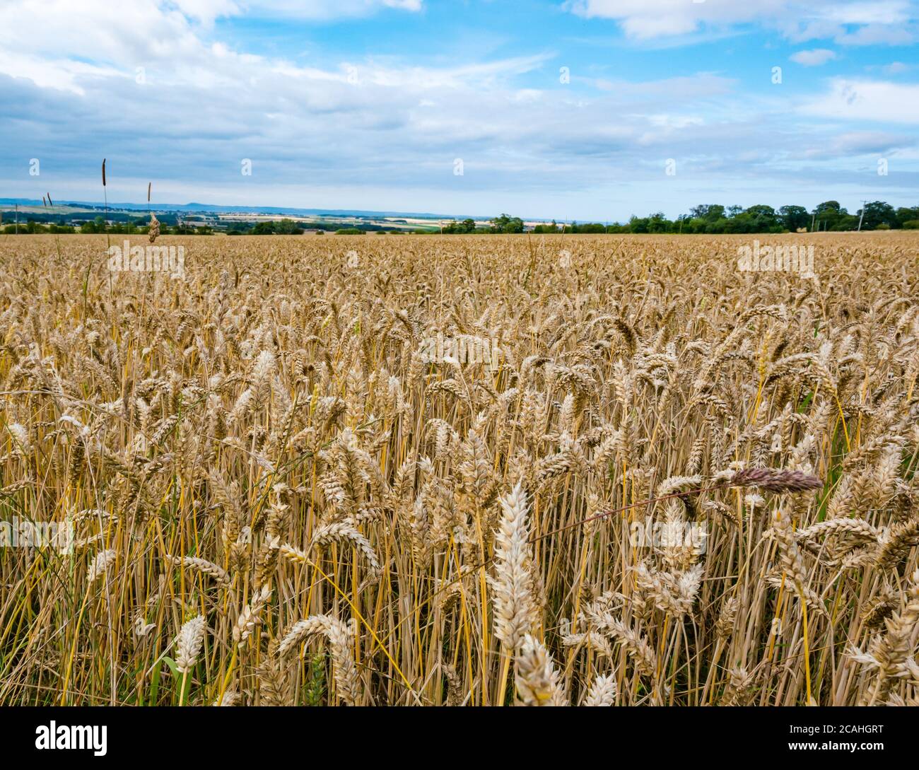 Agricultural Summer landscape with wheat cereal crop growing in a field, East Lothian, Scotland, UK Stock Photo