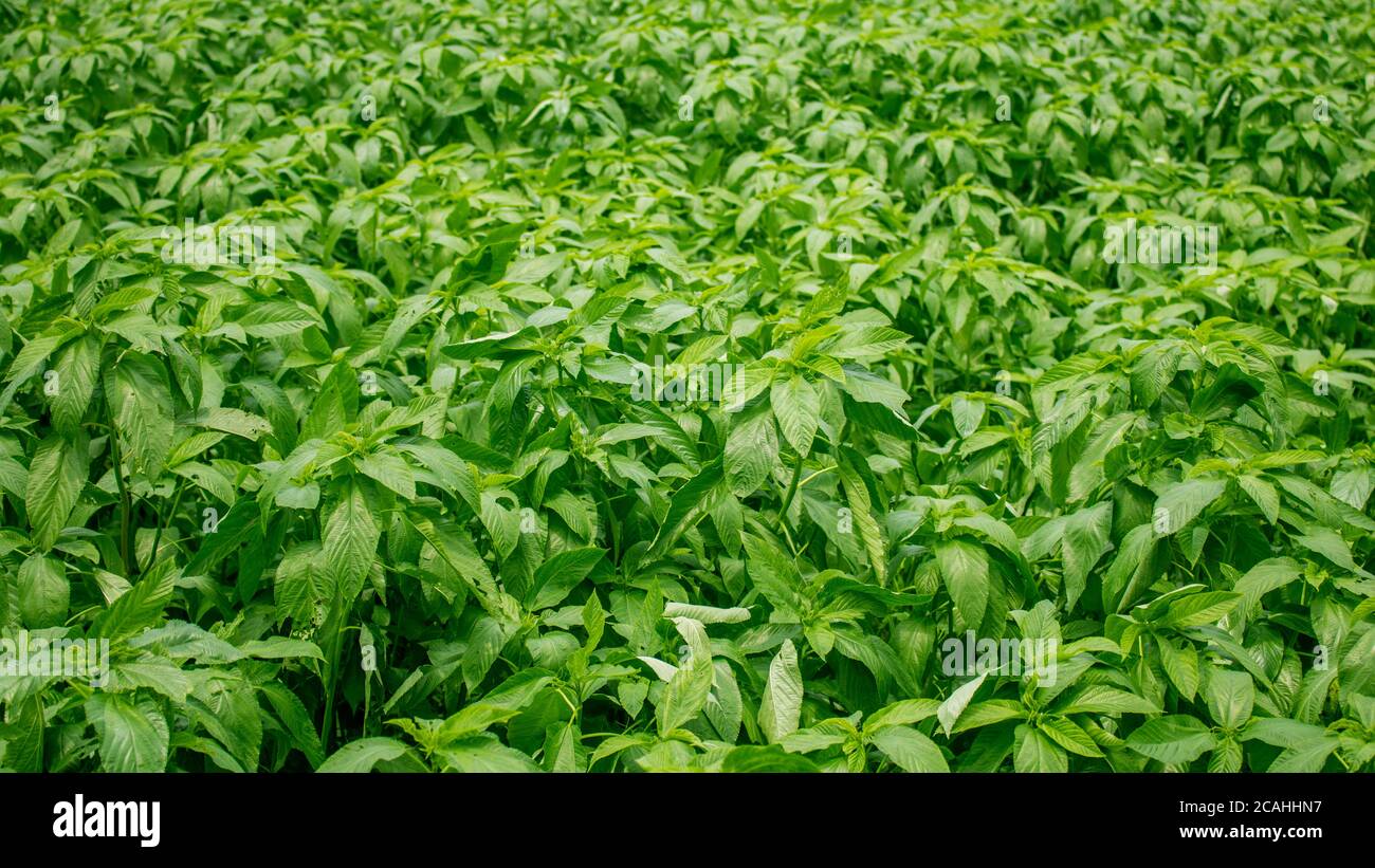 Small jute trees in the field Jute was once known as the golden fiber of Bangladesh.Green jute leaves create a beautiful background. Stock Photo