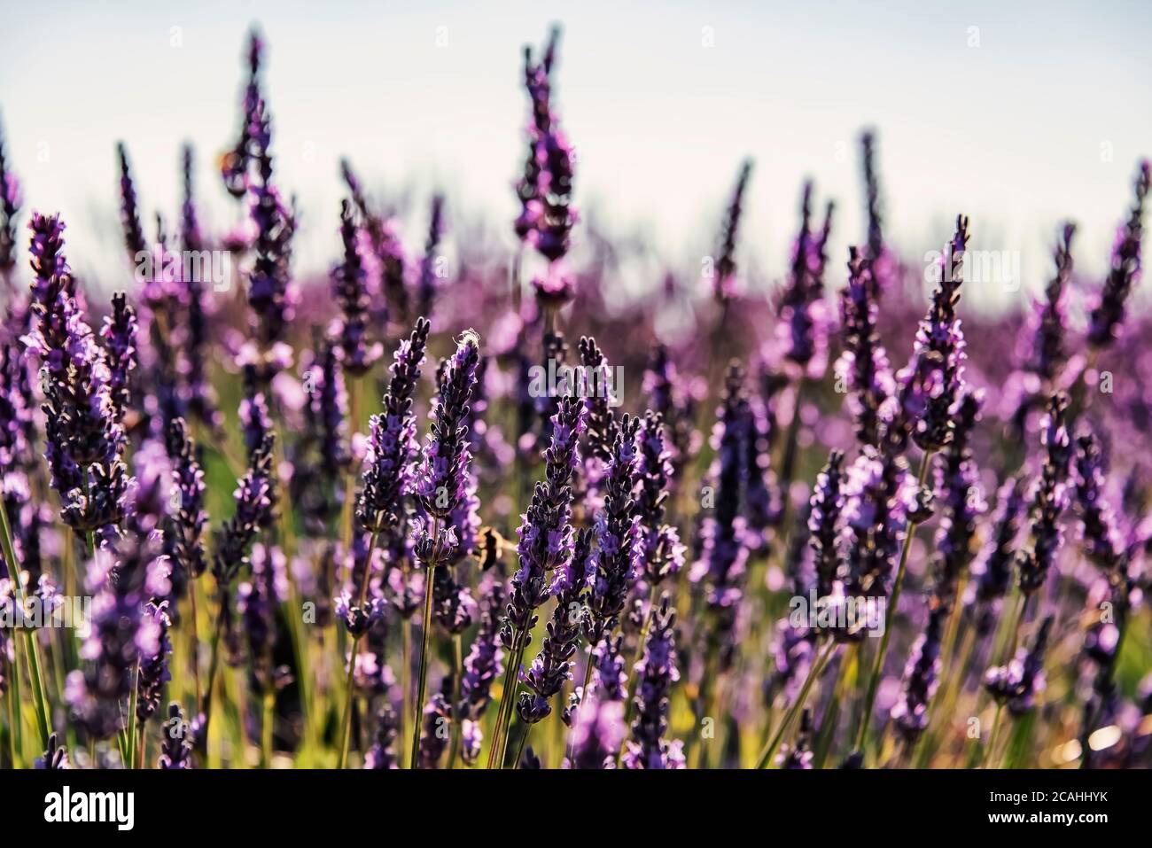 Lavender flowers in summer Stock Photo