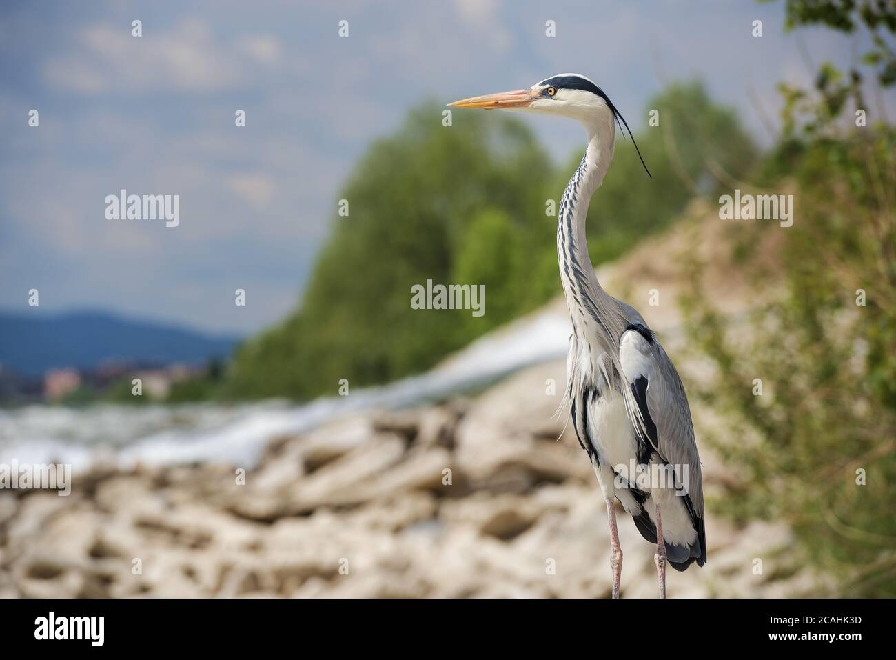 Beautiful shallow focus shot of a longlegged, freshwater bird called