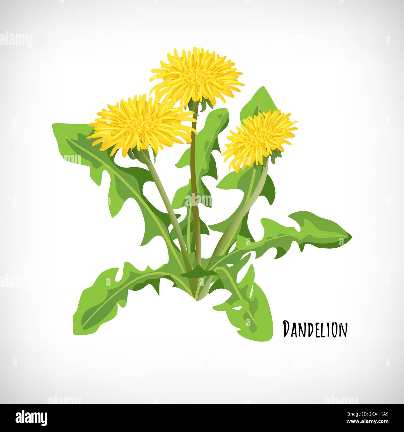 Dandelion leaves and flowers isolated on white background. Healthy diet, vegetarian organic food. Green medicinal plant in flat style. Lettering Dandelion. Herb collection. Vector illustration. Stock Vector