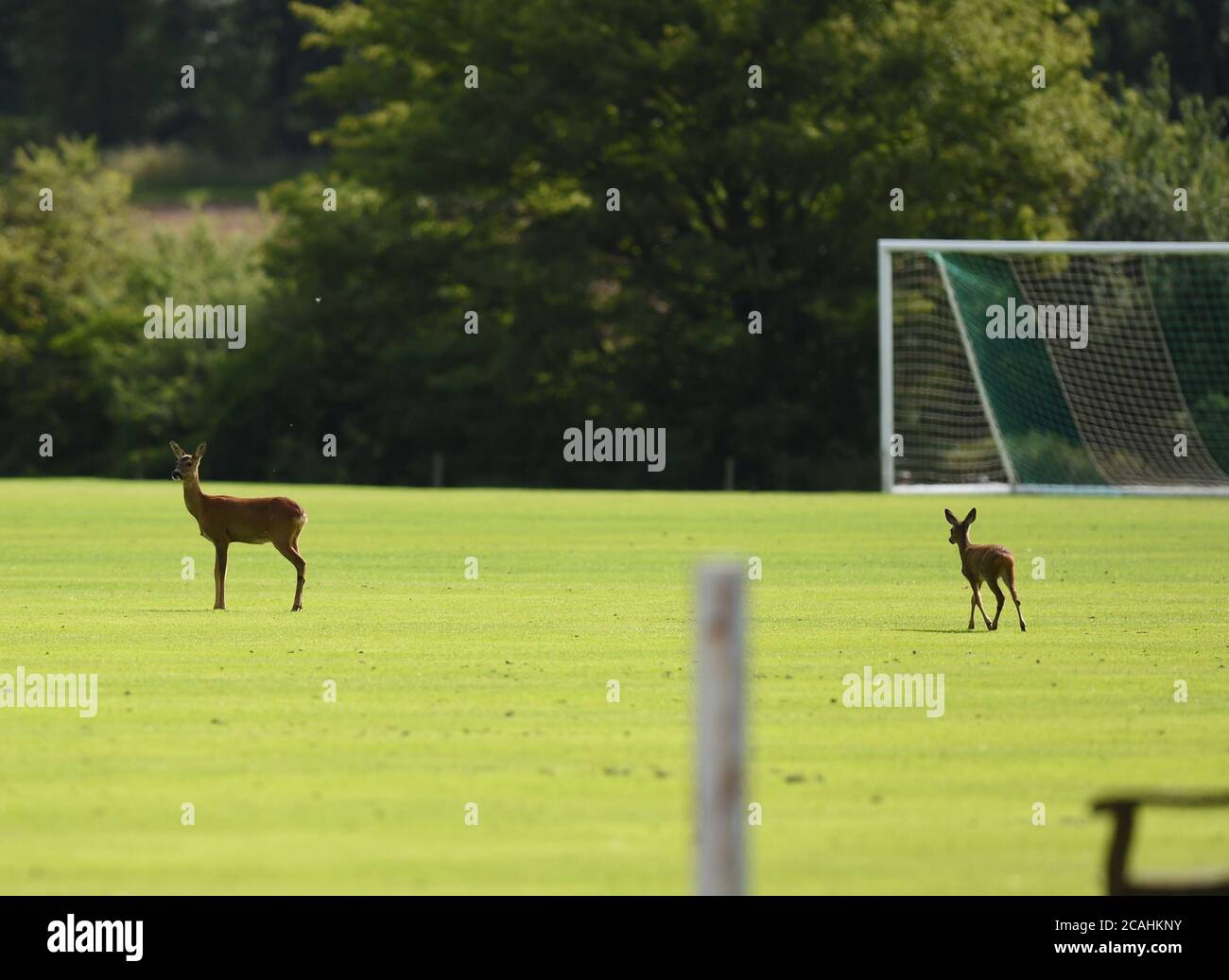 Tranent, Ormiston, East Lothian.Scotland. UK 7th Aug 20. Hibernian Training Session for SPL match vs Livingston. A Deer and her fawn, wander over the training pitch . Credit: eric mccowat/Alamy Live News Stock Photo