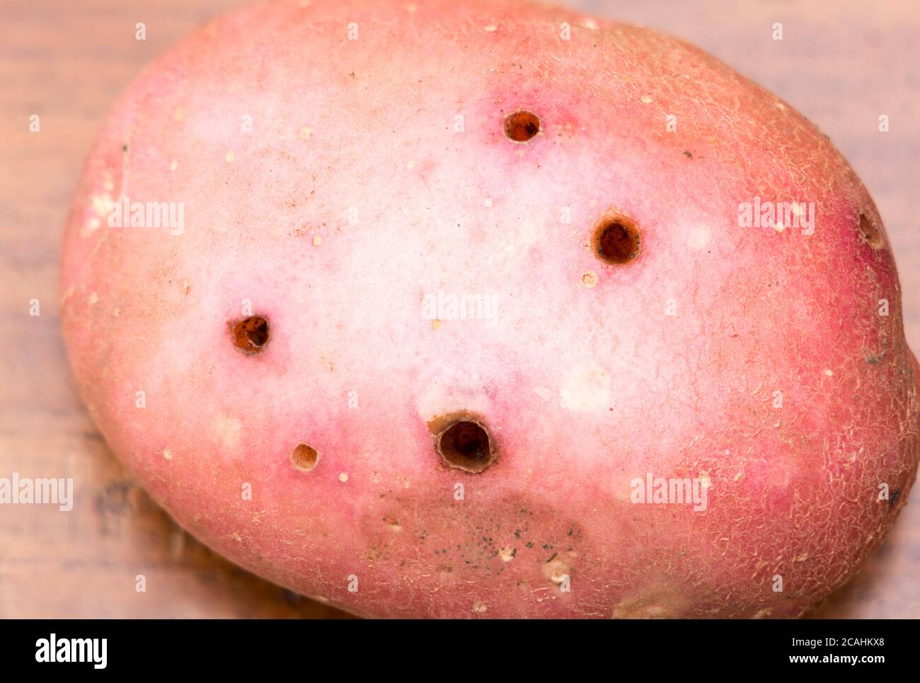 Potato problems, tuber showing slug or wireworm damage in variety Red Rooster, England, UK Stock Photo