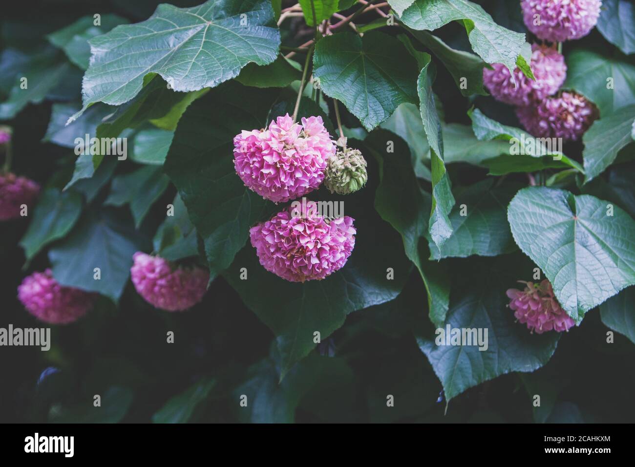 Soft focus of pink dombeya flowers surround with green leaves at a garden Stock Photo