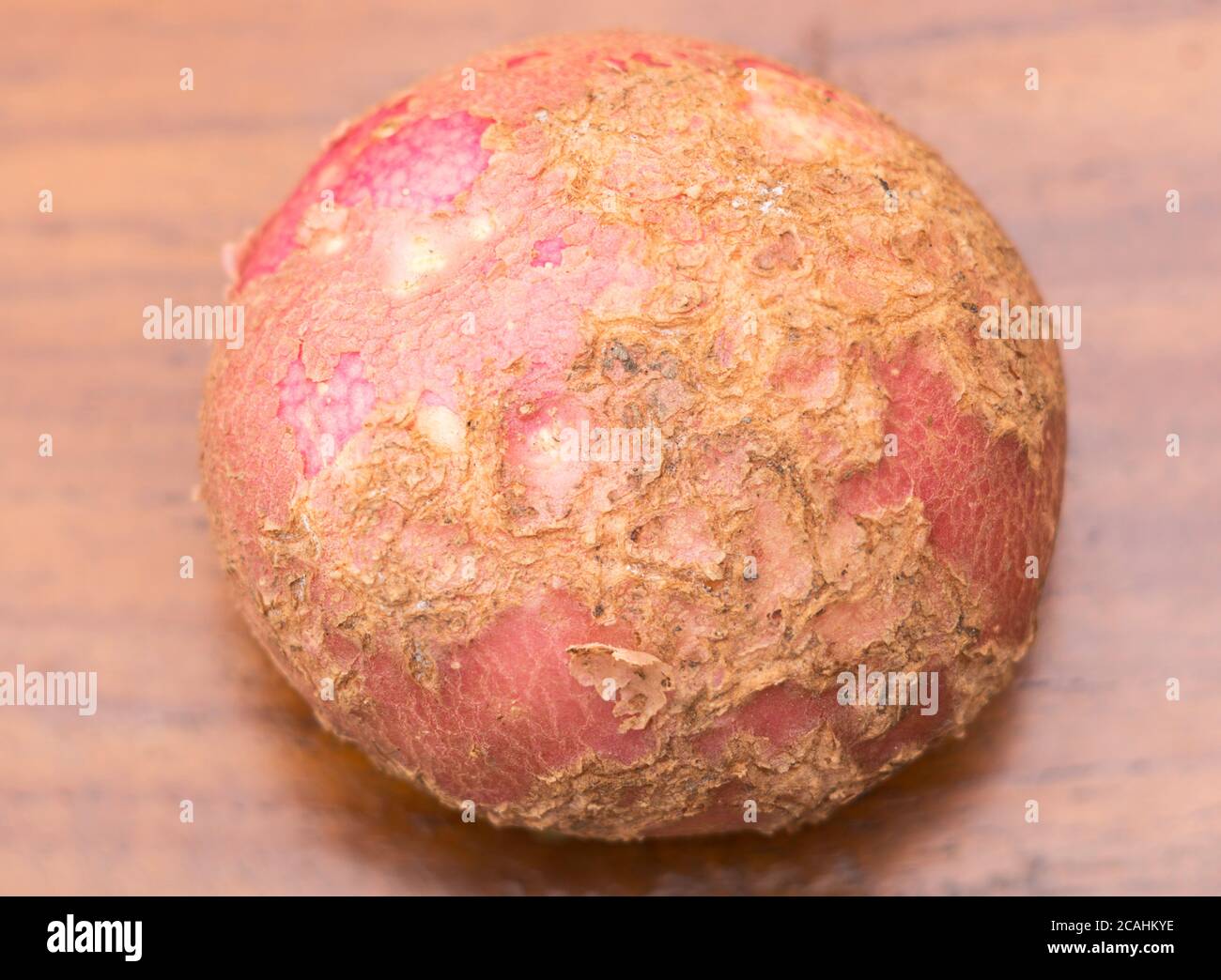 Potato problems, tuber with potato scab (Streptomyces scabies) variety Red Rooster, England, UK Stock Photo
