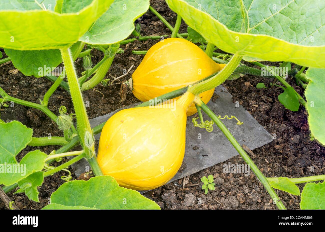 Immature uchiki kuri squashes growing in an a allotment garden and supported on a slate to prevent mould, England, UK Stock Photo
