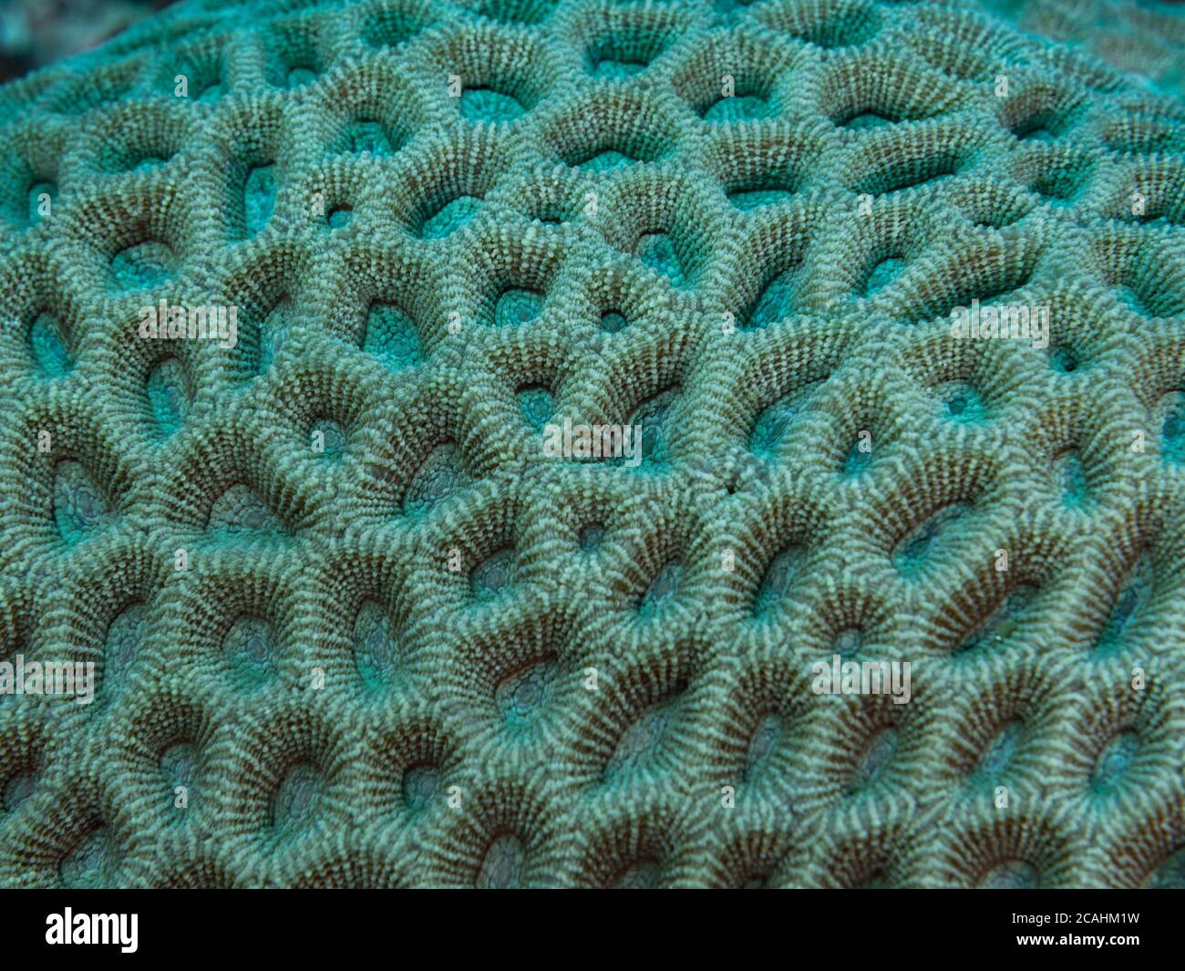 Close up of the hard coral. Philippines. Stock Photo