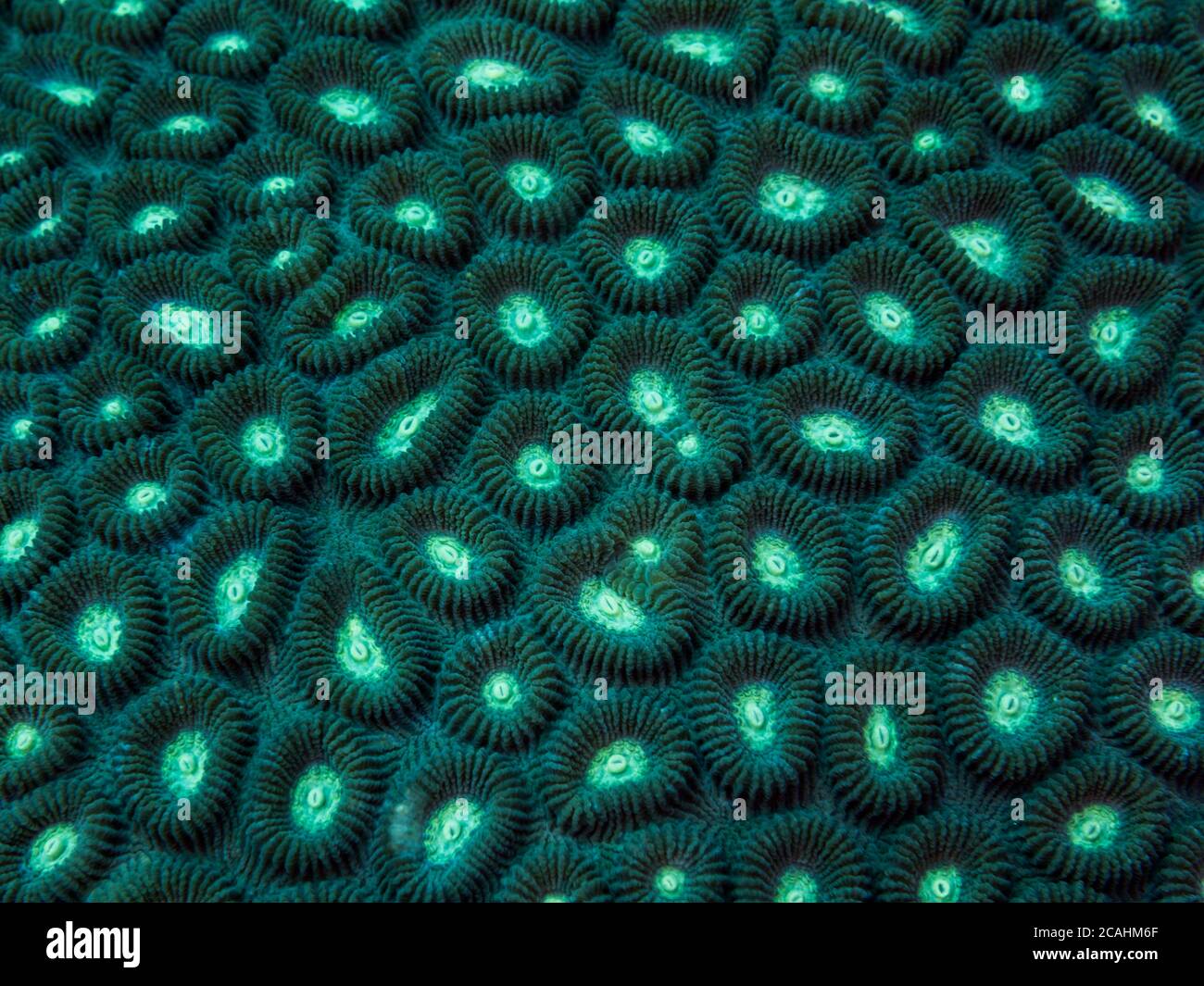 Close up of the hard coral. Philippines. Stock Photo