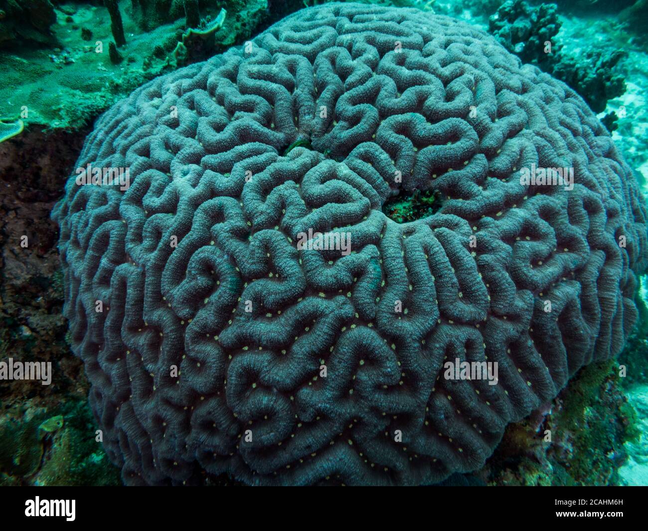 Close up of the hard coral. Philippines. Stock Photo