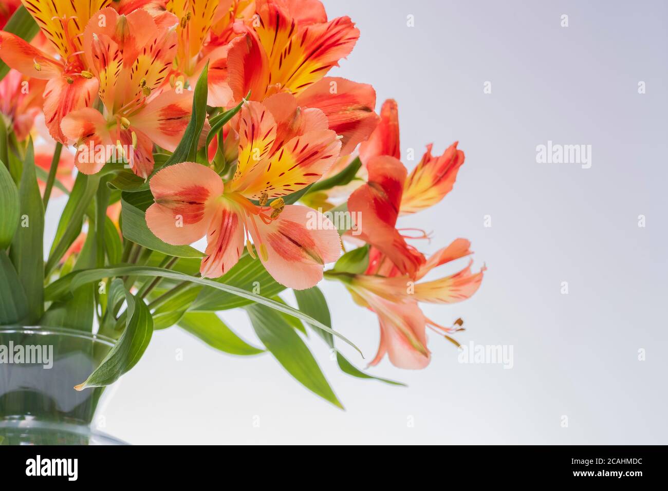 ASTROMELIA FLOWER ON WHITE BACKGROUND Stock Photo