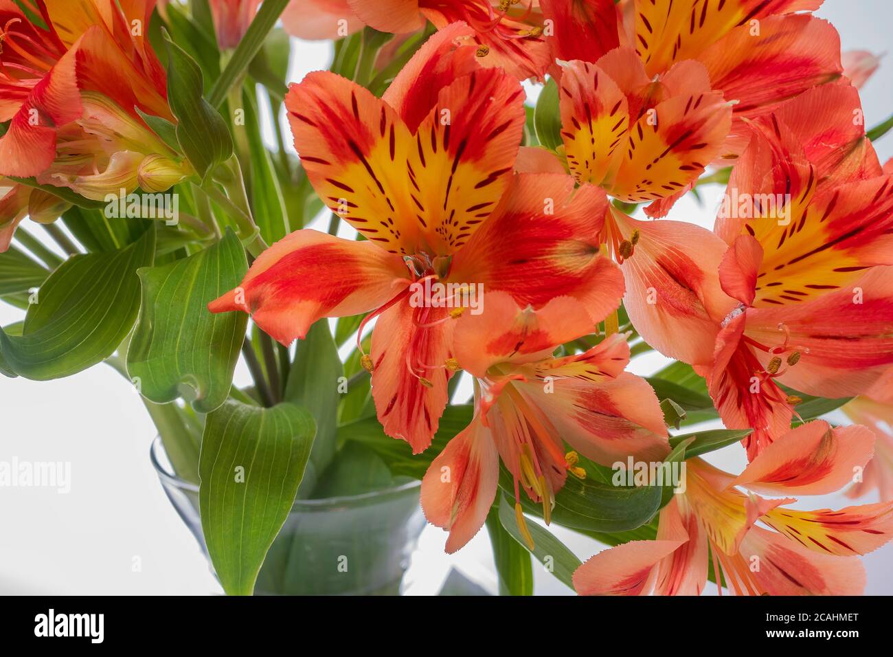ASTROMELIA FLOWER ON WHITE BACKGROUND Stock Photo - Alamy