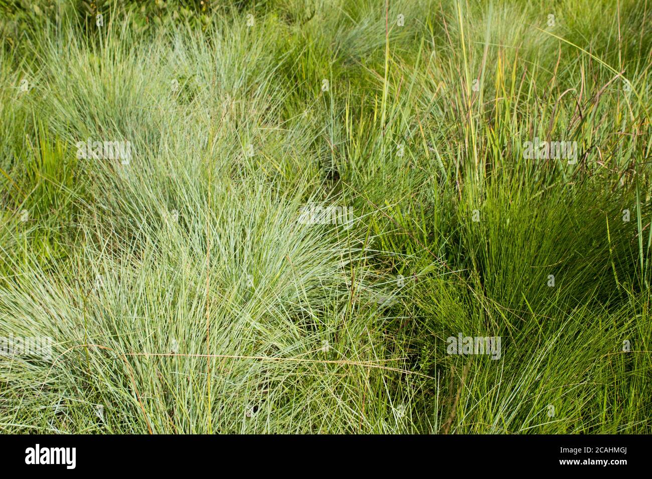 Bunches of green Tussock grass in the summer growing in the Afromontane grasslands of the LothenNature Reserve in the Drakensberg Mountains of South A Stock Photo