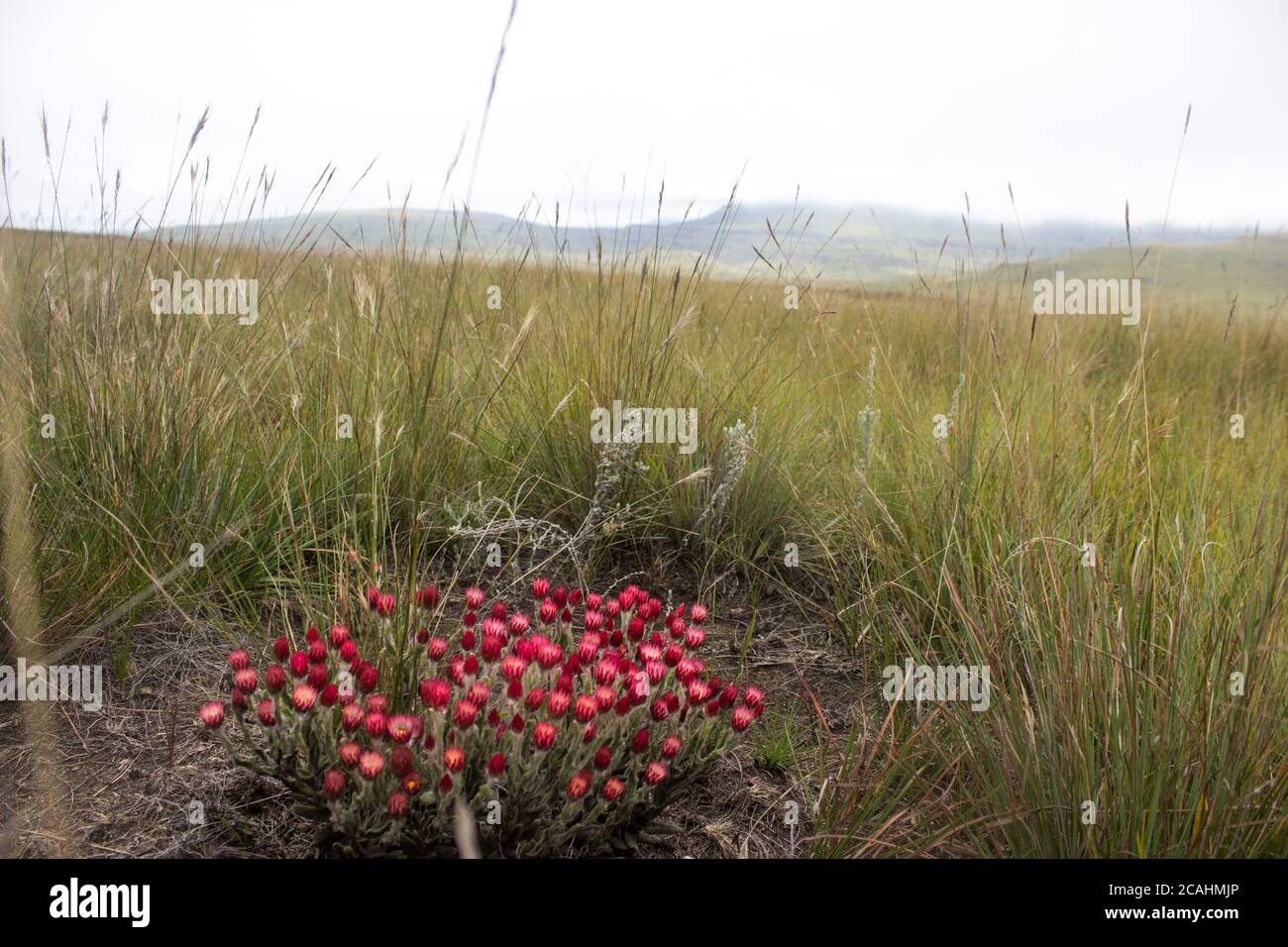 The Afro-alpine grassland of the Southern Drakensberg Mountains, South Africa, with a pink everlasting bush, Zaluzianskya Microsiphon, in full bloom i Stock Photo