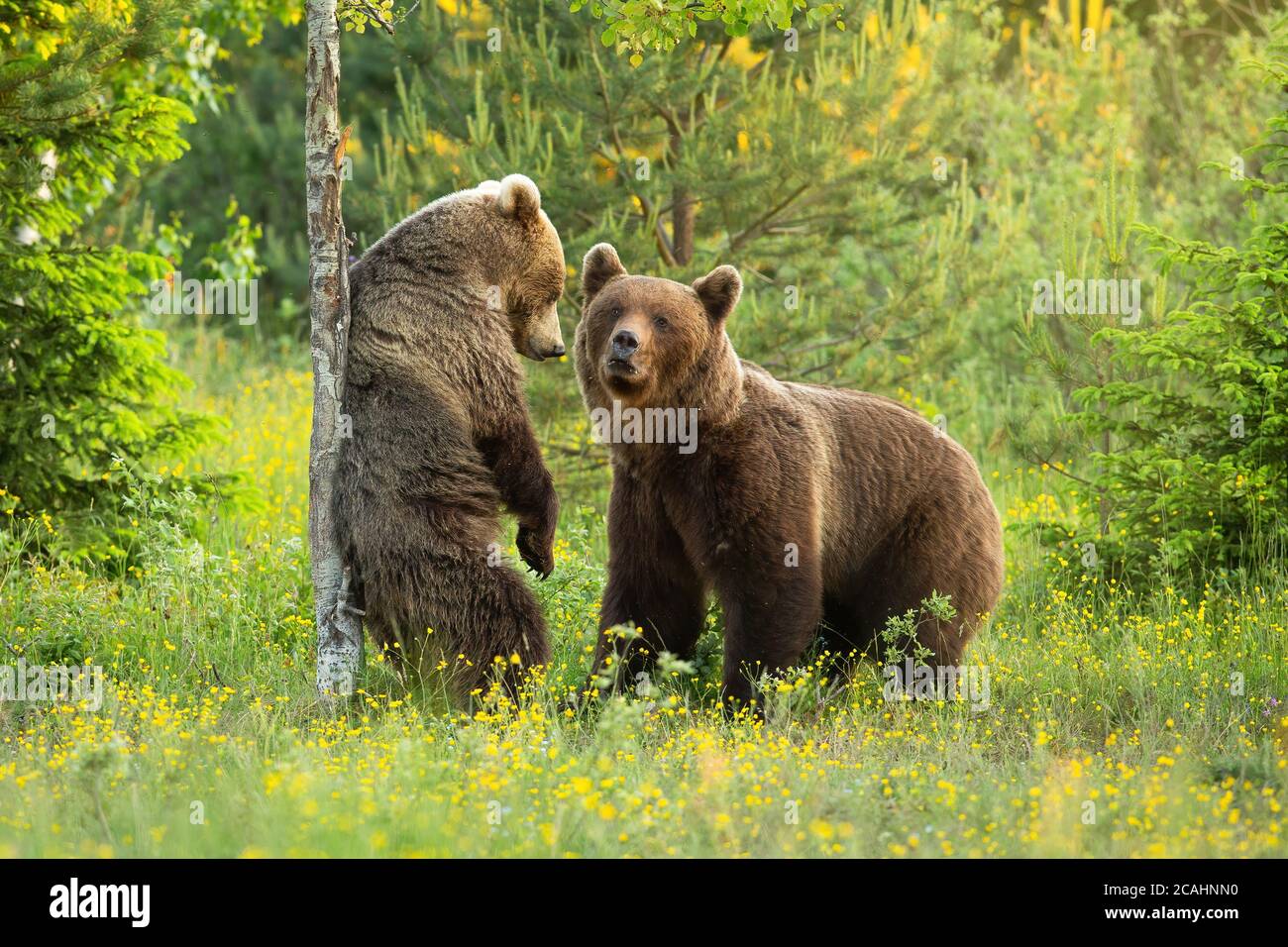 Two brown bears courting on a blooming glade with flowers in summer nature. Stock Photo