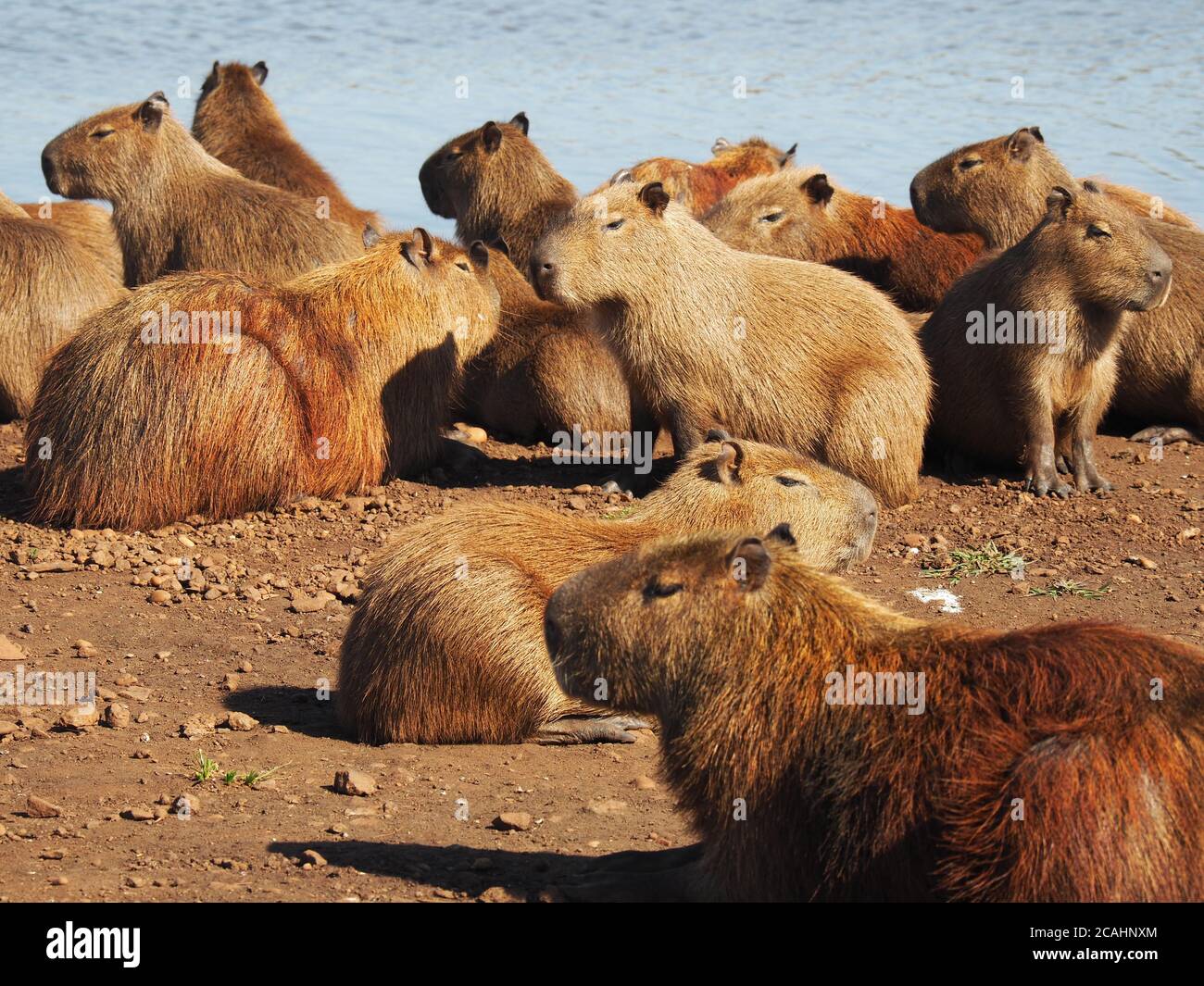 Group of capybara hanging out at a lake at daytime Stock Photo Alamy