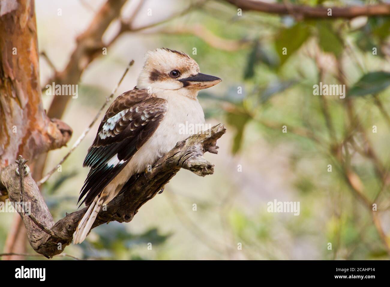 Kookaburra sits on the old gum tree Stock Photo