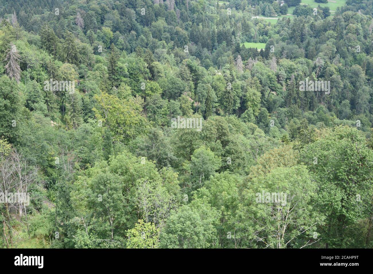 Bird's eye view on mixed green forest from Uto Kulm or Uetliberg mountain in Switzerland during sunny summer day. Stock Photo