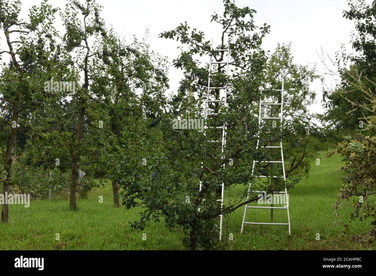 Two aluminium ladders leaned against plum tree full of blue damson in