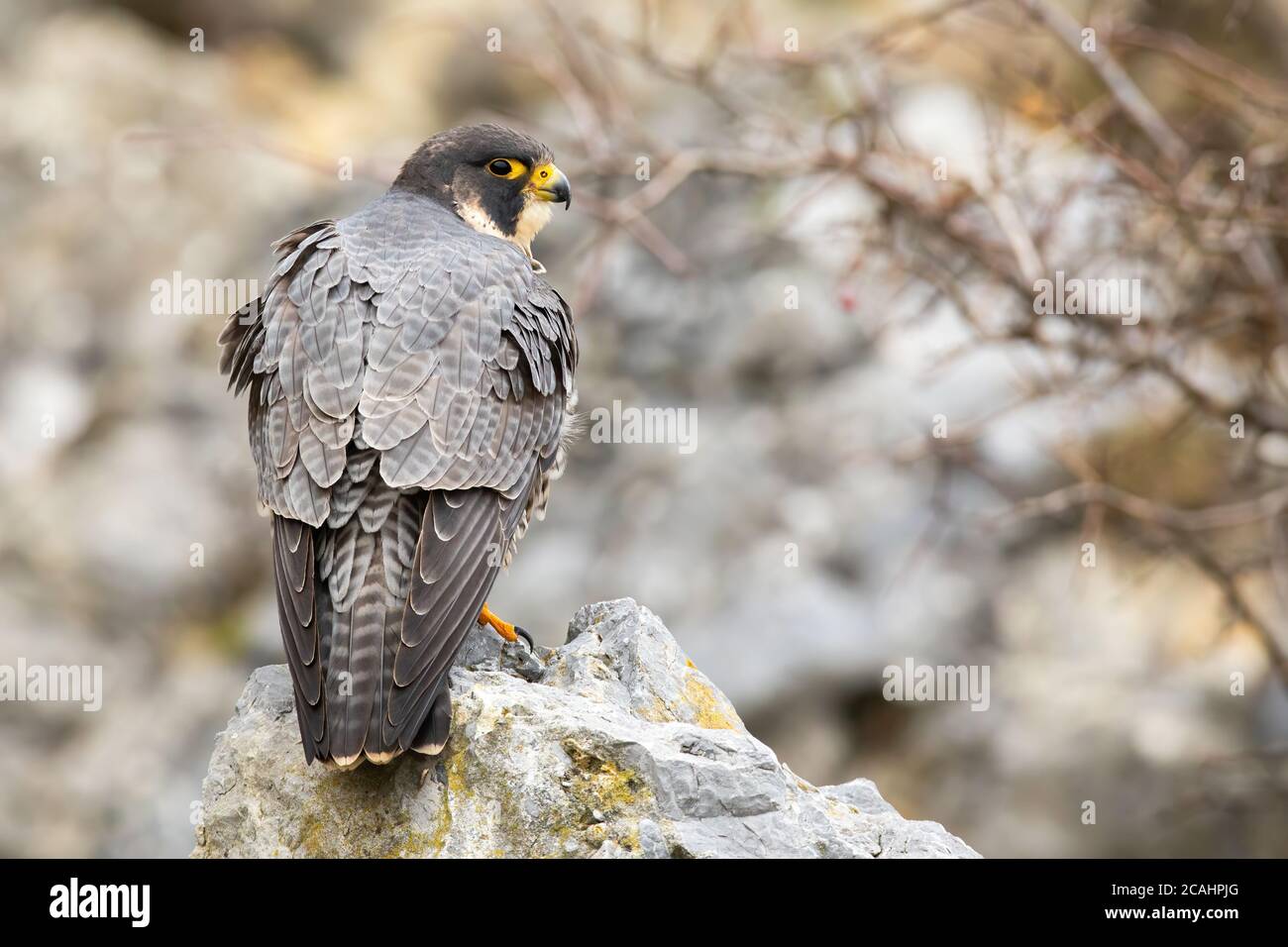 Bazzar of falcons hi-res stock photography and images - Alamy