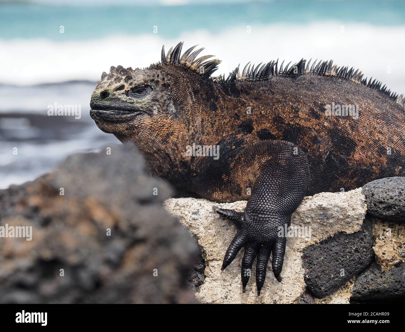 Marine iguana on the rocks by the beach captured during the daytime Stock Photo