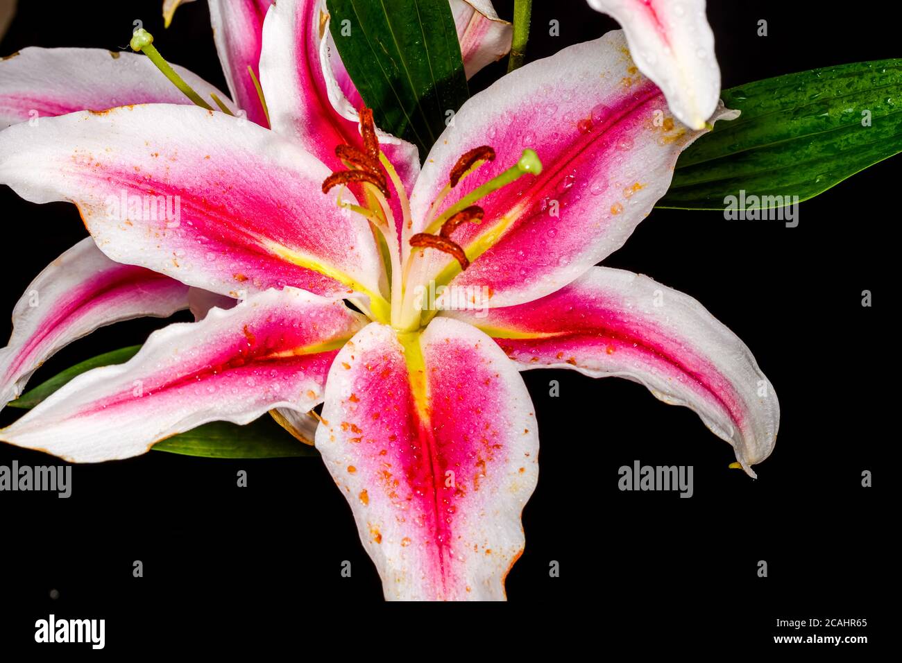 white and pink lily flower photographed on black background Stock Photo