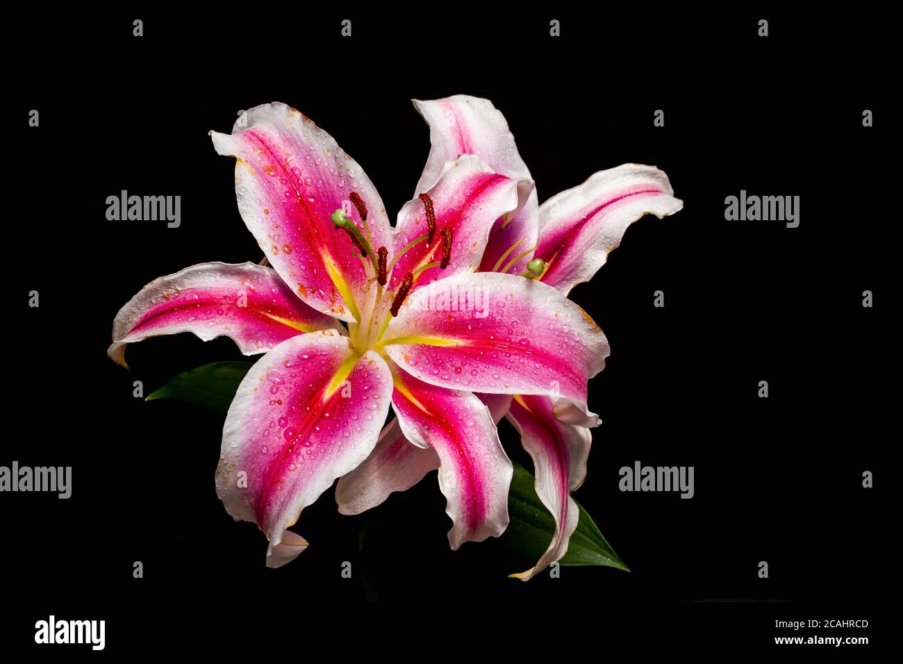 white and pink lily flower photographed on black background Stock Photo