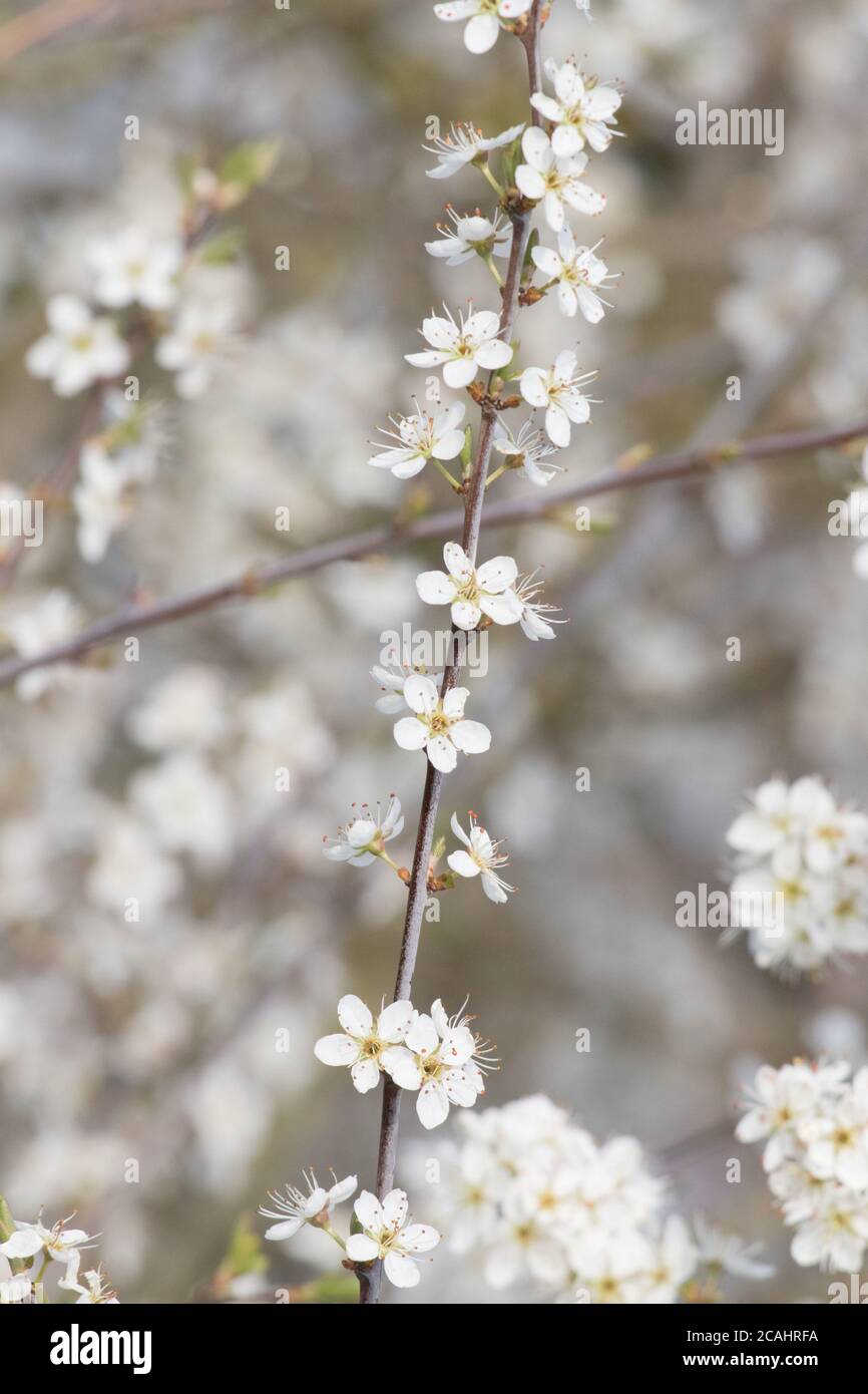 Blossom on Blackthorn (Prunus spinosa) Stock Photo