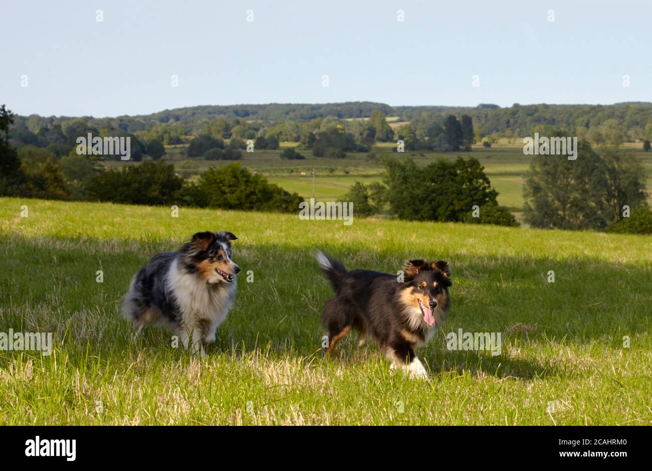 Blue merle and tricolour shelties running in meadow Stock Photo