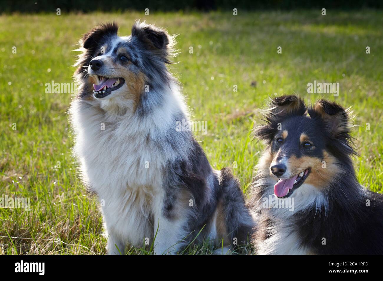 Blue Merle and tricolour Shelties out of doors Stock Photo