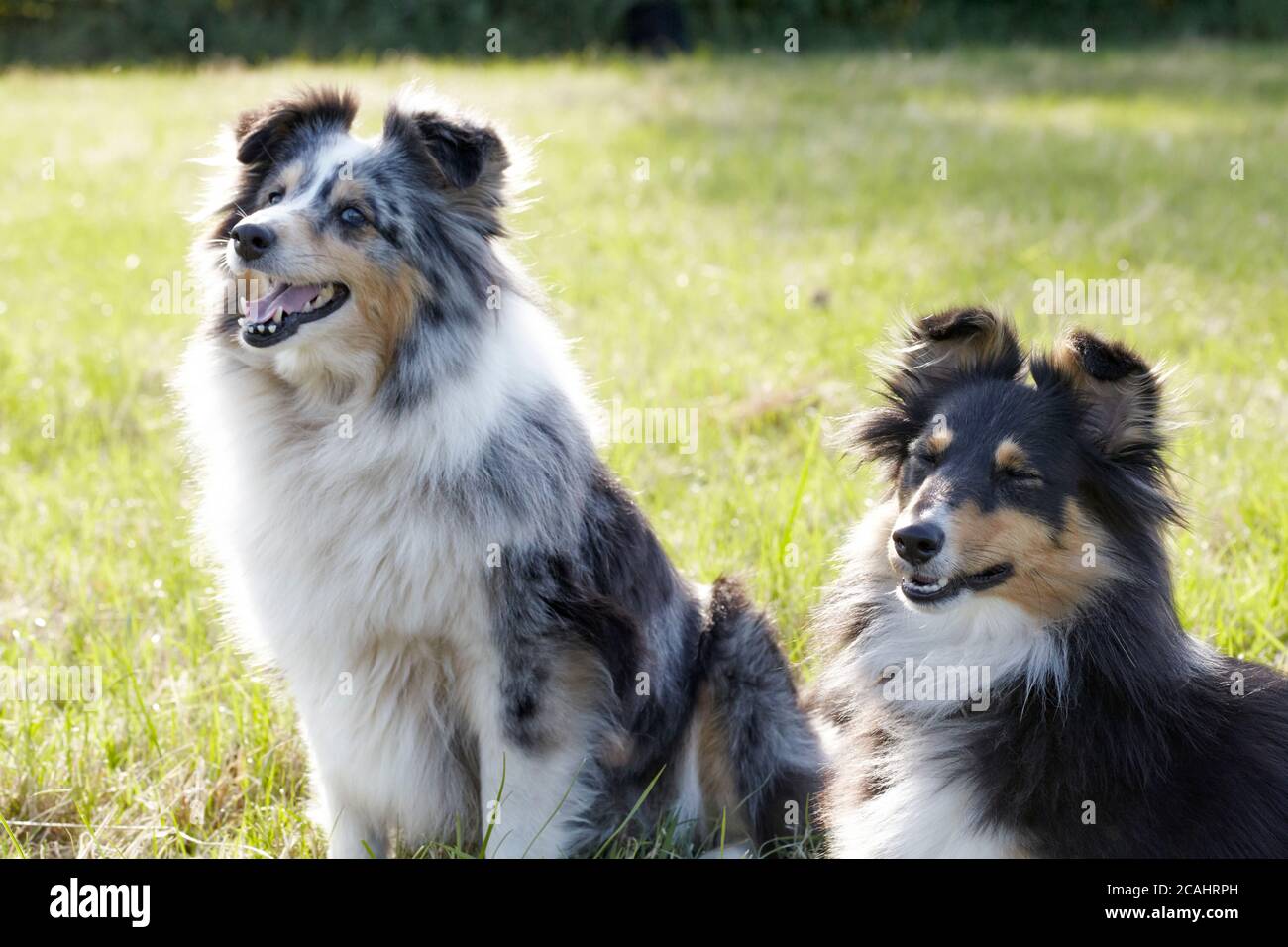 Blue Merle and tricolour Shelties out of doors Stock Photo