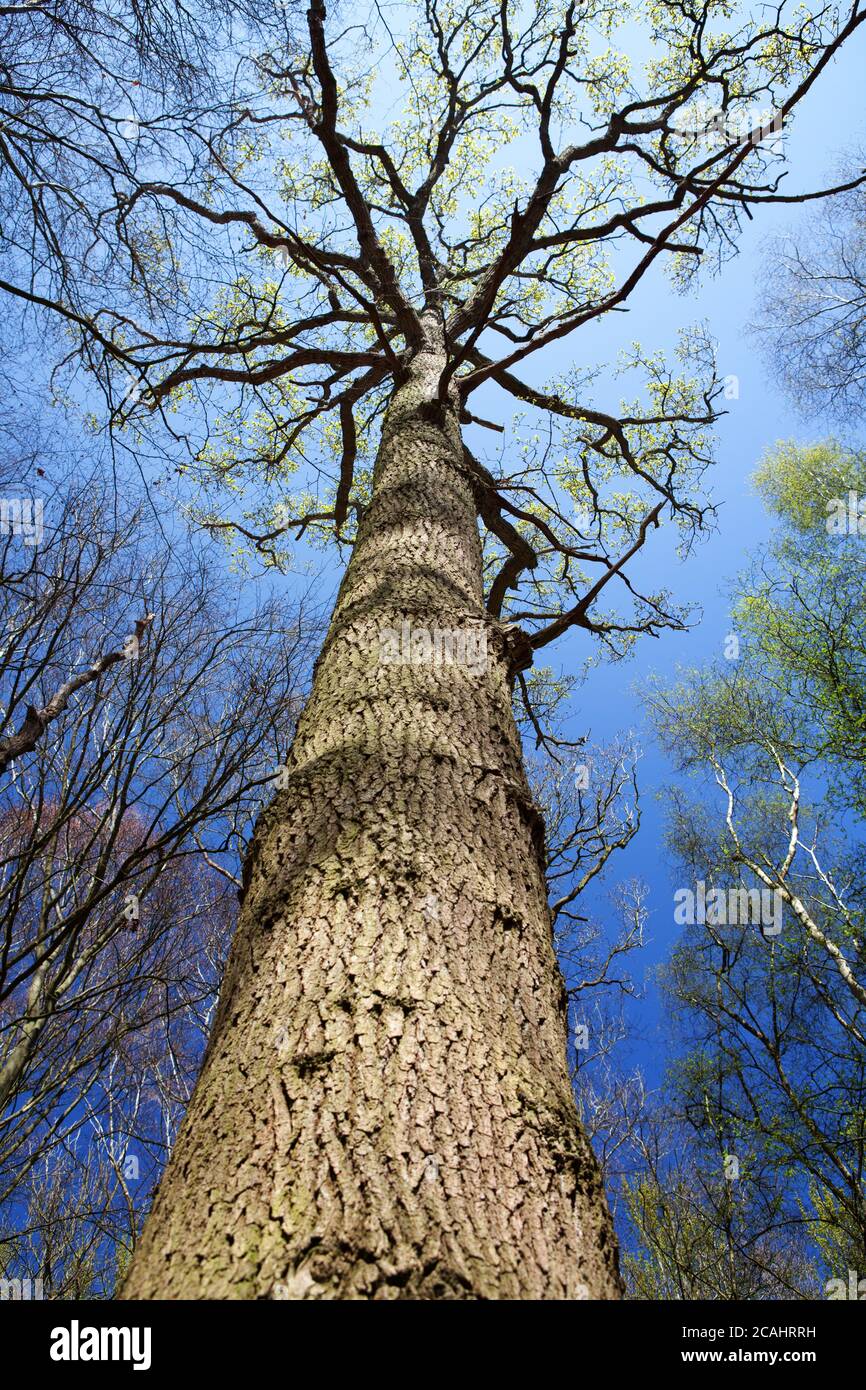 Canopy woodland hi-res stock photography and images - Alamy