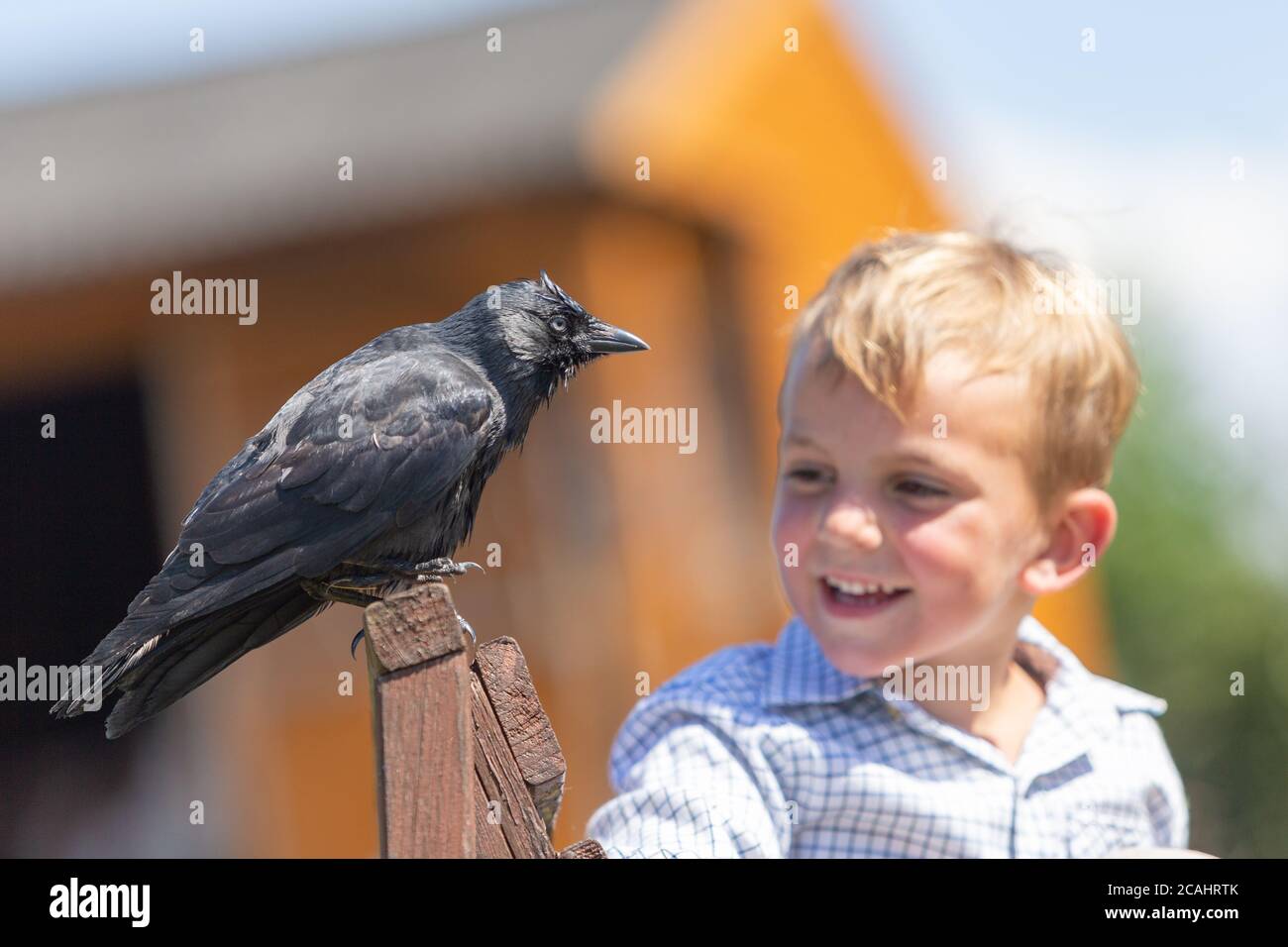 4 year old boy with a pet jackdaw bird, UK Stock Photo Alamy