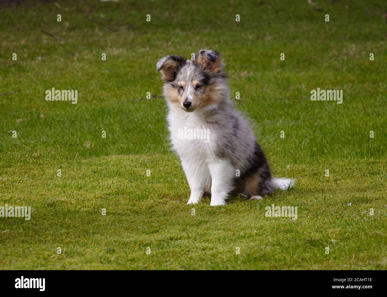 Shetland Sheepdog (Sheltie) puppy Stock Photo