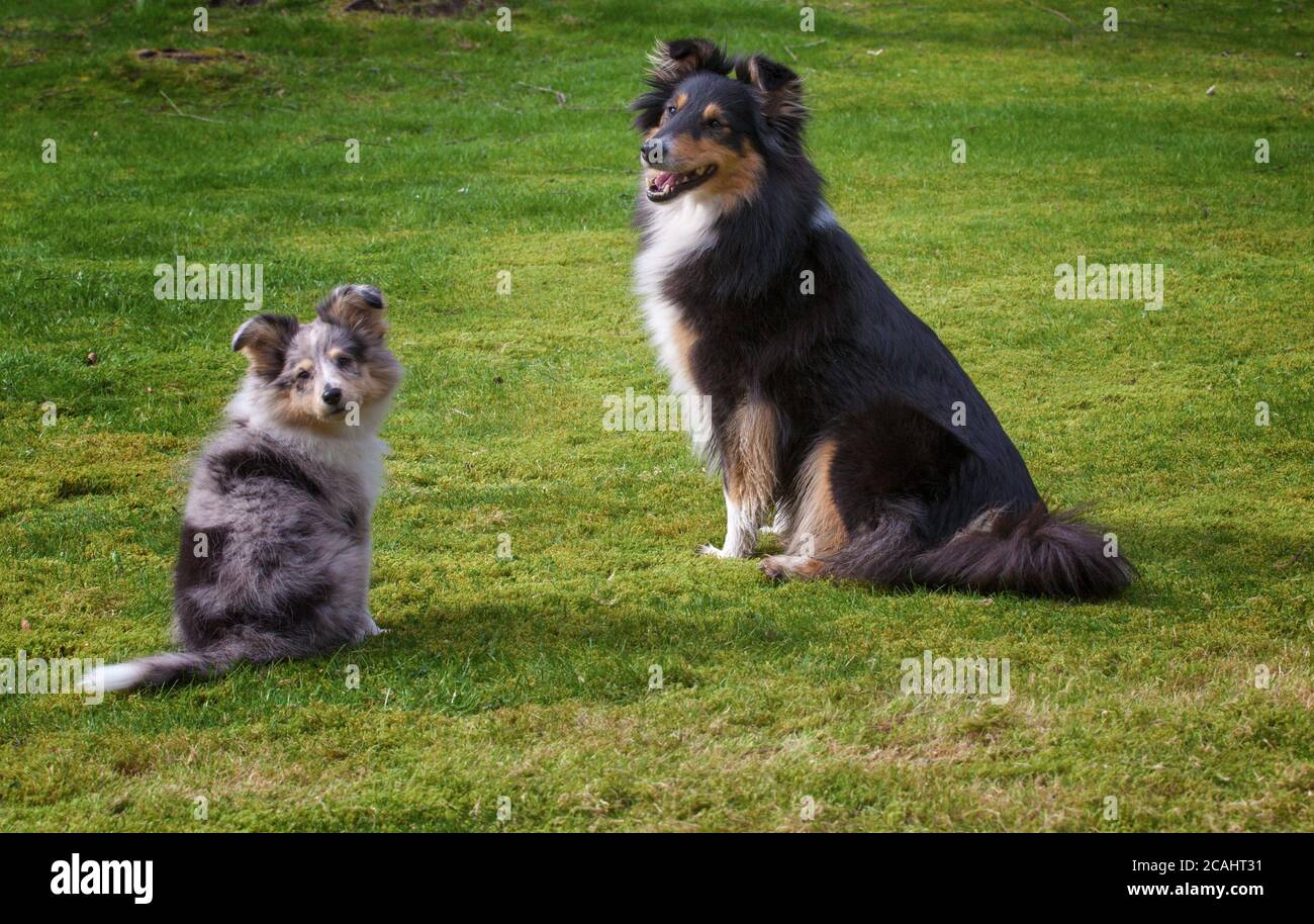 Shetland Sheepdog (Sheltie) puppy and adult dog Stock Photo