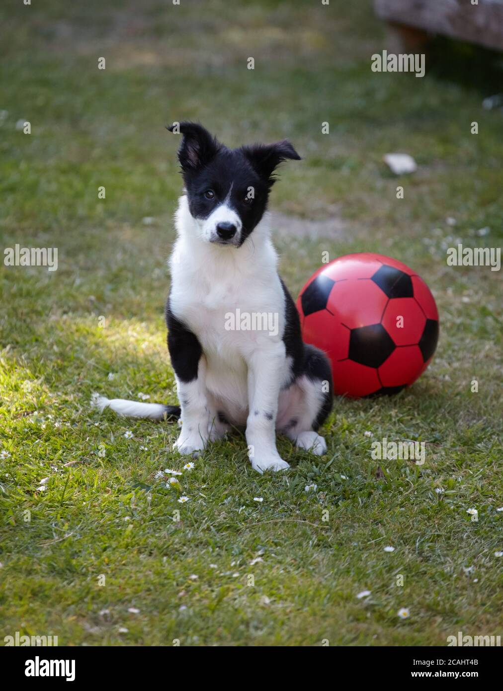 Border collie dog out of doors Stock Photo