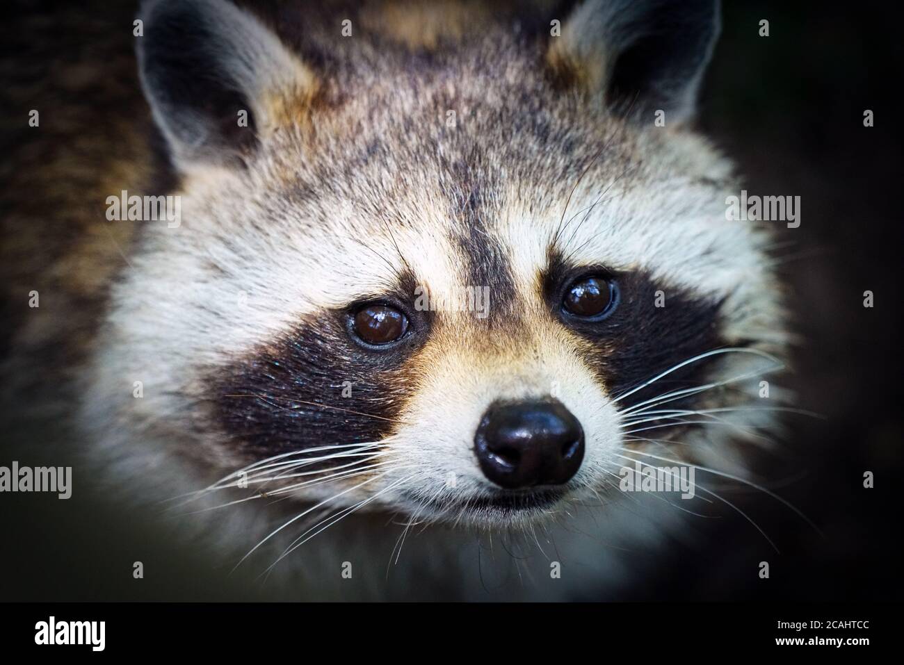 Montreal,Quebec,Canada,July 25, 2020.Close-up of a raccoon's face.Credit:Mario Beauregard/Alamy News Stock Photo