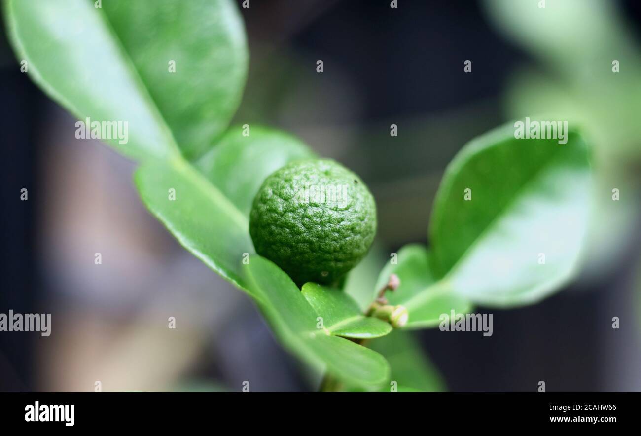 Kaffir Lime Flower High Resolution Stock Photography and Images - Alamy