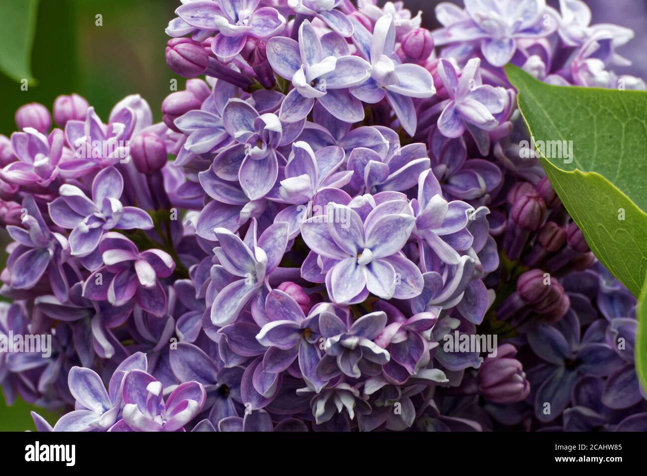 Photo Lilac (Latin Syrínga) is a genus of shrubs belonging to the family of the Olive (Oleaceae) Stock Photo