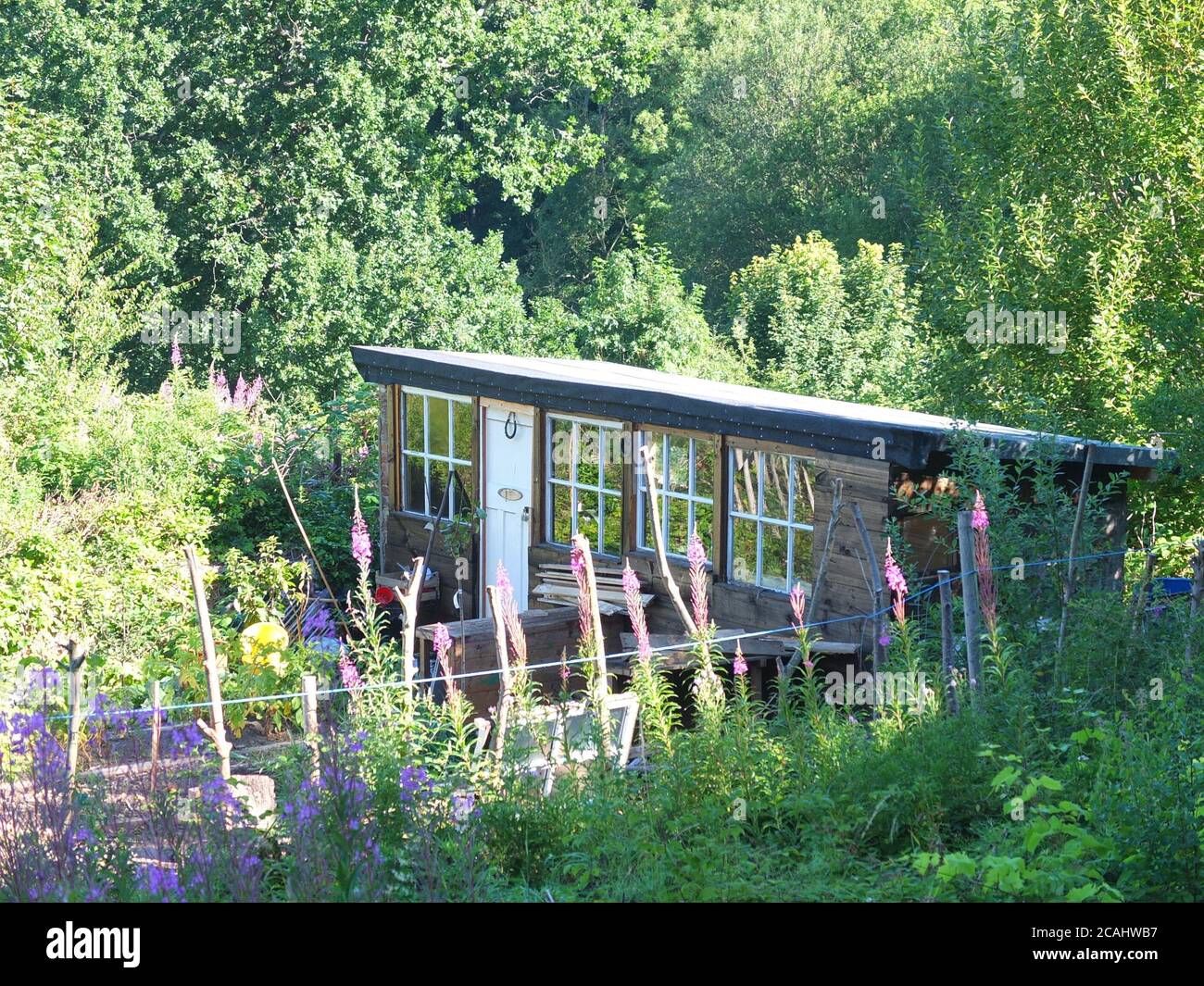 The sun shining on an allotment hut in the Rivelin Valley in Sheffield