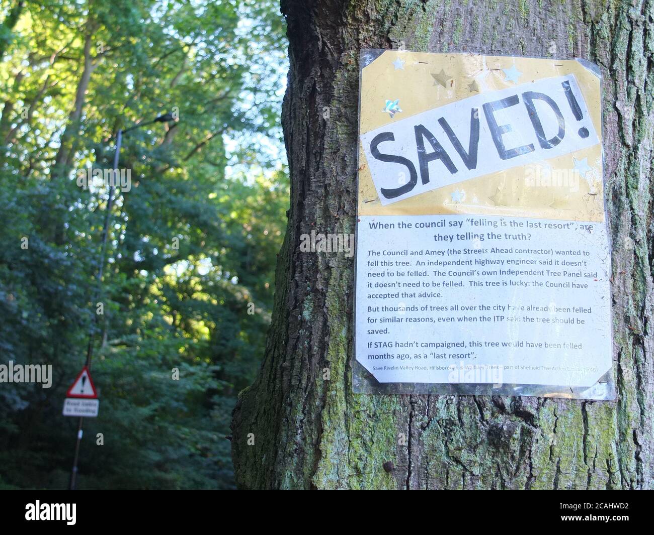 A saved sign on a mature lime tree on Rivelin Valley Road in Sheffield highlighting it has been saved from being chopped down by public protest Stock Photo