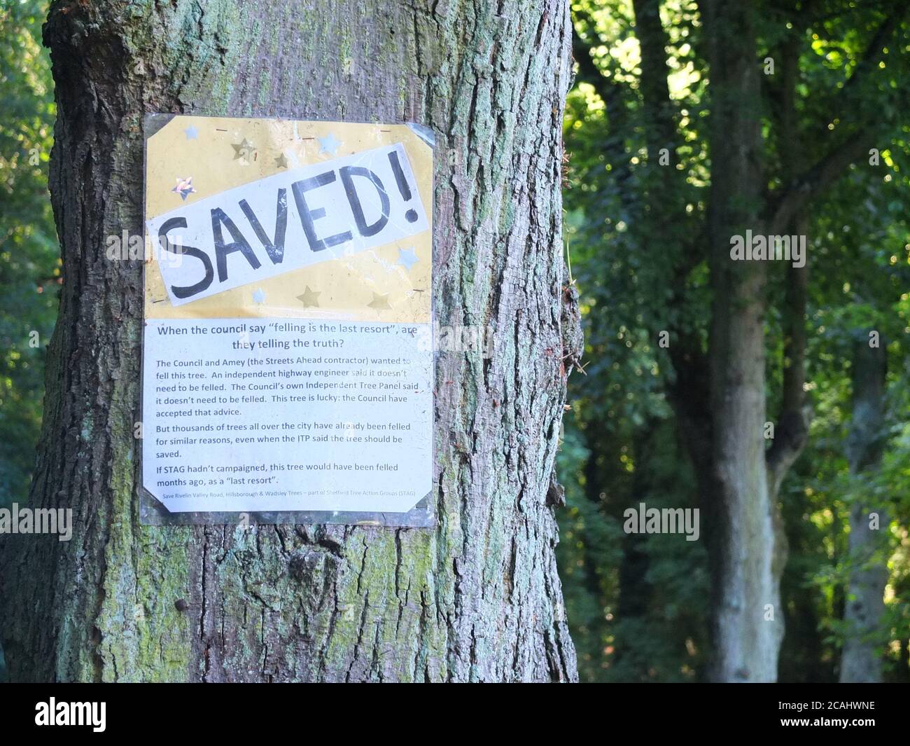 A saved sign on a mature lime tree on Rivelin Valley Road in Sheffield