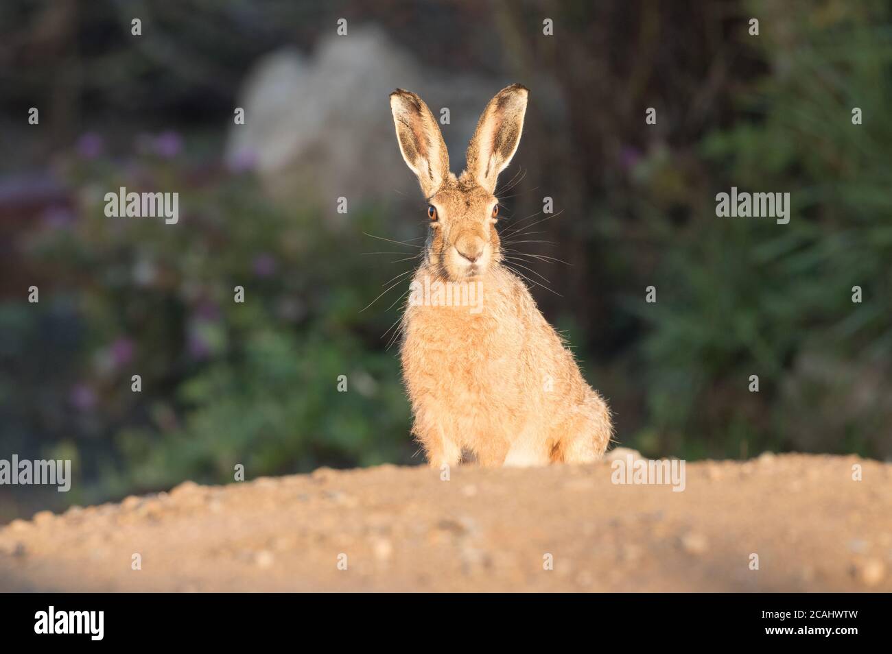 Brown hare on farmland near Fountains Abbey, Harrogate, North Yorkshire