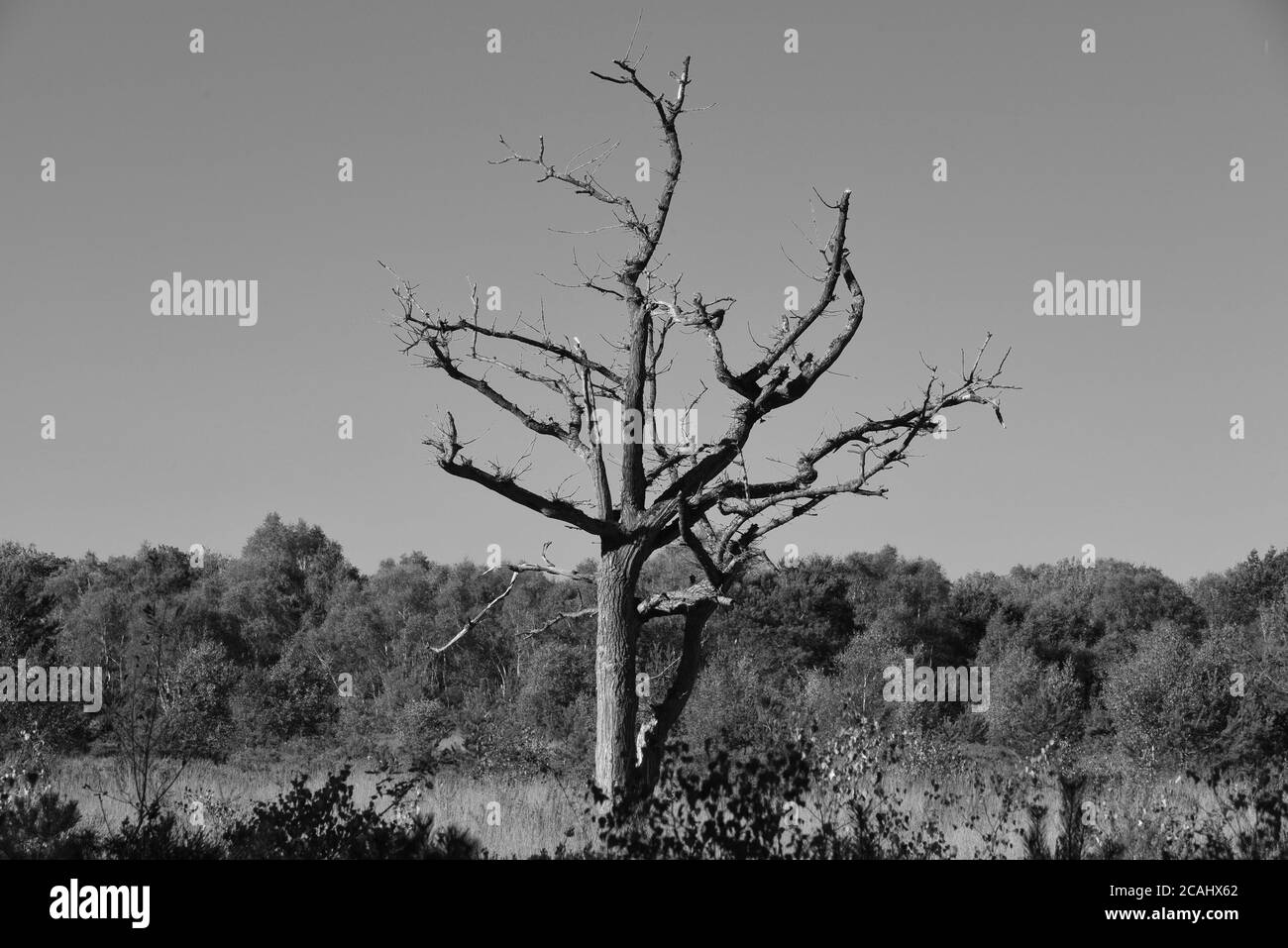 A dead tree stands out in this black and white photograph taken on Yateley Common in Hampshire Stock Photo